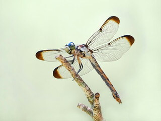 A Close-up Focus Stacked Image of a Female Yellow Sided Skimmer Dragonfly