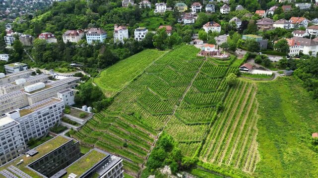 Weinberg mitten in Stuttgart, Deutschland.