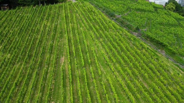 Weinberge, Nahaufnahme einer Drohne. Mitten in Stuttgart, Deutschland.