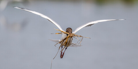 Mouette rieuse (Chroicocephalus ridibundus - Black-headed Gull)