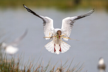 Mouette rieuse (Chroicocephalus ridibundus - Black-headed Gull)
