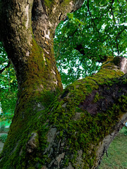Fototapeta premium Tree