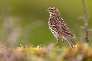 Pipit farlouse (Anthus pratensis - Meadow Pipit)