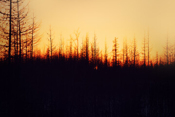 Nearby, Novoportovskoye oil and gas condensate field is northernmost and one of largest oil and gas condensate fields being developed on Yamal Peninsula. Tundra border with forest and sunset