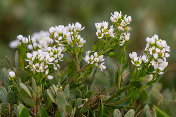 cochléaire officinale (Cochlearia officinalis)