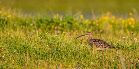 Courlis corlieu (Numenius phaeopus - Eurasian Whimbrel)