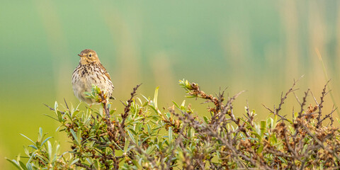 Pipit farlouse (Anthus pratensis - Meadow Pipit)
