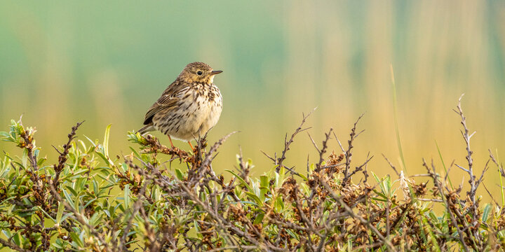 Pipit farlouse (Anthus pratensis - Meadow Pipit)
