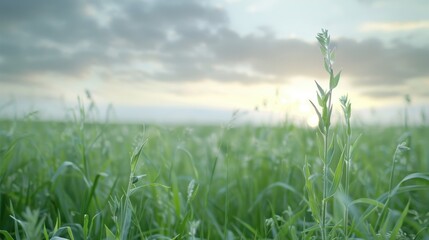 Obraz premium A field of grass with a single green plant in the foreground
