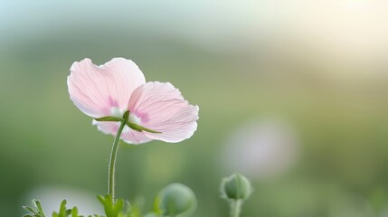 Obraz premium A pink flower with a stem is in the foreground of a green background