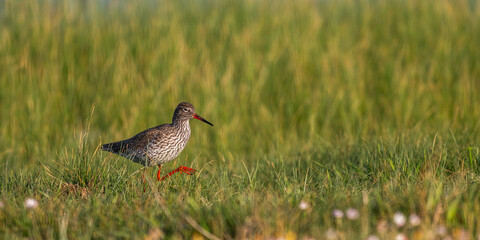 Chevalier gambette (Tringa totanus)