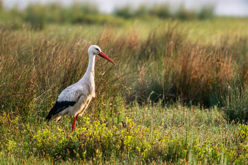 Cigogne blanche (Ciconia ciconia - White Stork)