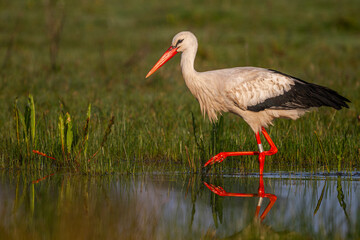 Cigogne blanche (Ciconia ciconia - White Stork)