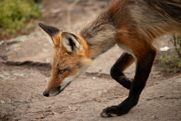 Red fox on rock, sniffing