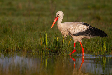 Cigogne blanche (Ciconia ciconia - White Stork)