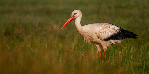 Cigogne blanche (Ciconia ciconia - White Stork)