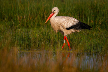 Cigogne blanche (Ciconia ciconia - White Stork)