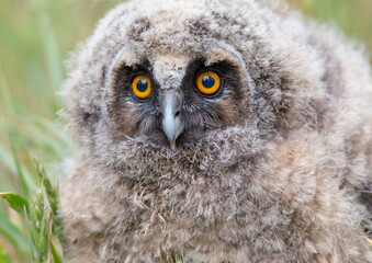 great grey owl