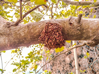 Rama de un manzano en una finca.