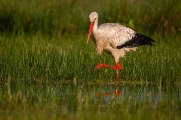 Cigogne blanche (Ciconia ciconia - White Stork)