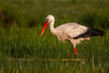 Cigogne blanche (Ciconia ciconia - White Stork)