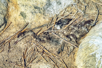 The territory of the cormorant colony. The soil is covered with bird droppings, the pressed corpse of the chicks