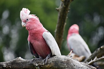 The Galah, Eolophus Roseicapilla, also known as Rose-breasted Cockatoo, on a tree branch. 