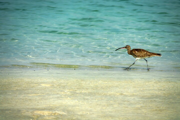 A wintering European curlew (Numenius arquata) feeds on the coast of the Persian Gulf, sticks its long curved beak deep into the sand, sandy beach, interstitial fauna sounding