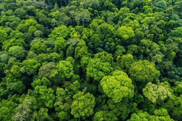 Naklejka premium Lush green canopy of tropical rainforest