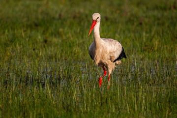 Cigogne blanche (Ciconia ciconia - White Stork)