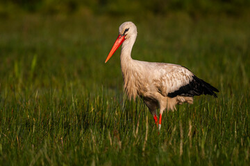 Cigogne blanche (Ciconia ciconia - White Stork)