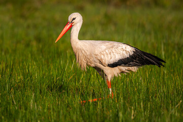 Cigogne blanche (Ciconia ciconia - White Stork)