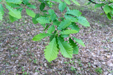 Green leaf of stately tree georgian oak is subspecie sessile oak. Majestic quercus petraea family beech fagaceae in botanical garden. Oak rocky deciduous large plant. Oak under protection.
