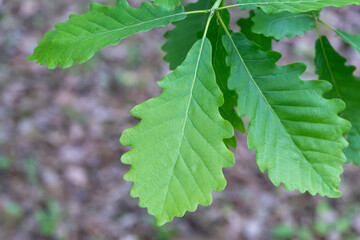 Green leaf of stately tree georgian oak is subspecie sessile oak. Majestic quercus petraea family beech fagaceae in botanical garden. Oak rocky deciduous large plant. Oak under protection.