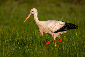 Cigogne blanche (Ciconia ciconia - White Stork)