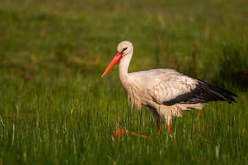 Cigogne blanche (Ciconia ciconia - White Stork)