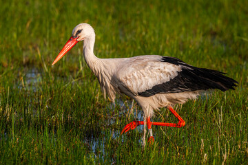 Cigogne blanche (Ciconia ciconia - White Stork)