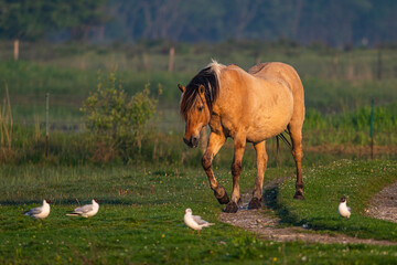 Chevaux Henson en baie de Somme au marais du Crotoy