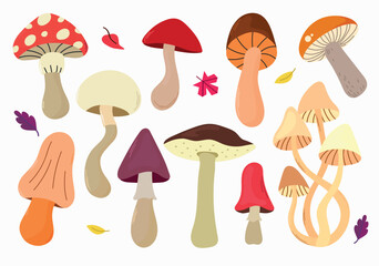 Forest edible and poisonous mushrooms set. autumn plants, vegetarian food, champignons, porcini mushroom, fly agarics, honey mushrooms and autumn leaves