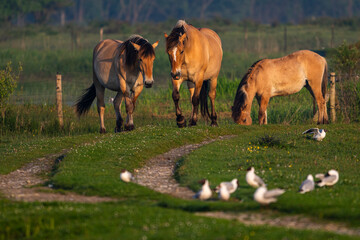 Chevaux Henson en baie de Somme au marais du Crotoy