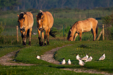 Chevaux Henson en baie de Somme au marais du Crotoy