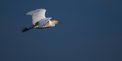 Héron garde-boeufs (Bubulcus ibis - Western Cattle Egret)