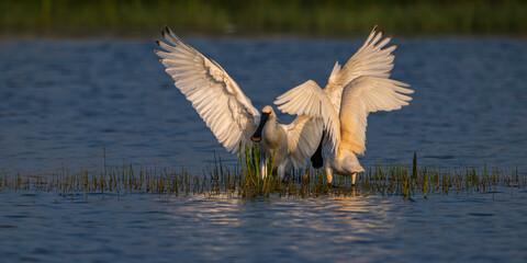 Spatule blanche (Platalea leucorodia - Eurasian Spoonbill)