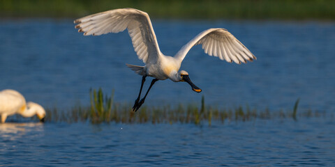 Spatule blanche (Platalea leucorodia - Eurasian Spoonbill)