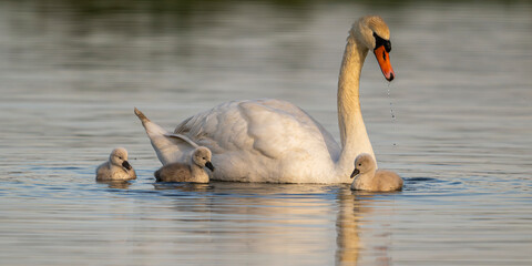 Cygne tuberculé (Cygnus olor, Mute Swan) et ses petits cygnons