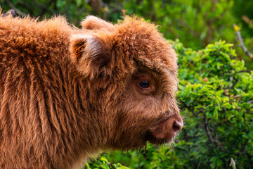 Fototapeta premium Veau Highland Cattle (vache écossaise)