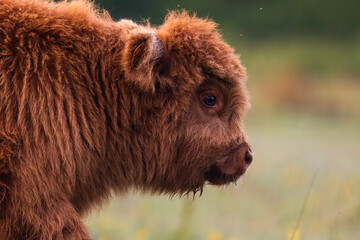 Veau Highland Cattle (vache écossaise)