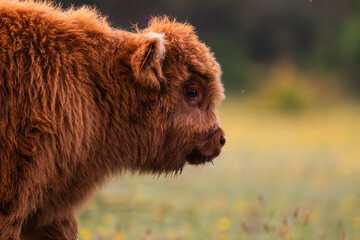 Veau Highland Cattle (vache écossaise)