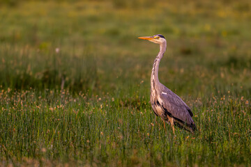 Héron cendré (Ardea cinerea - Grey Heron)