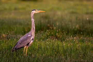 Héron cendré (Ardea cinerea - Grey Heron)